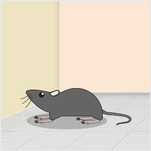 Image of Rodent
